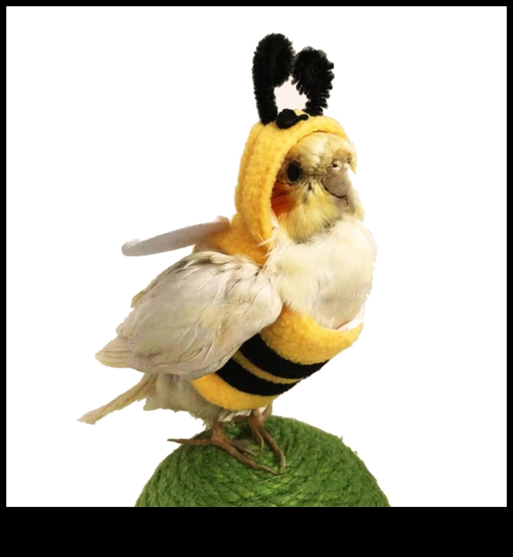 Feathered Friends Fashion Fiesta: Δώστε στυλ στο κατοικίδιο πουλί σας με μοντέρνα αξεσουάρ