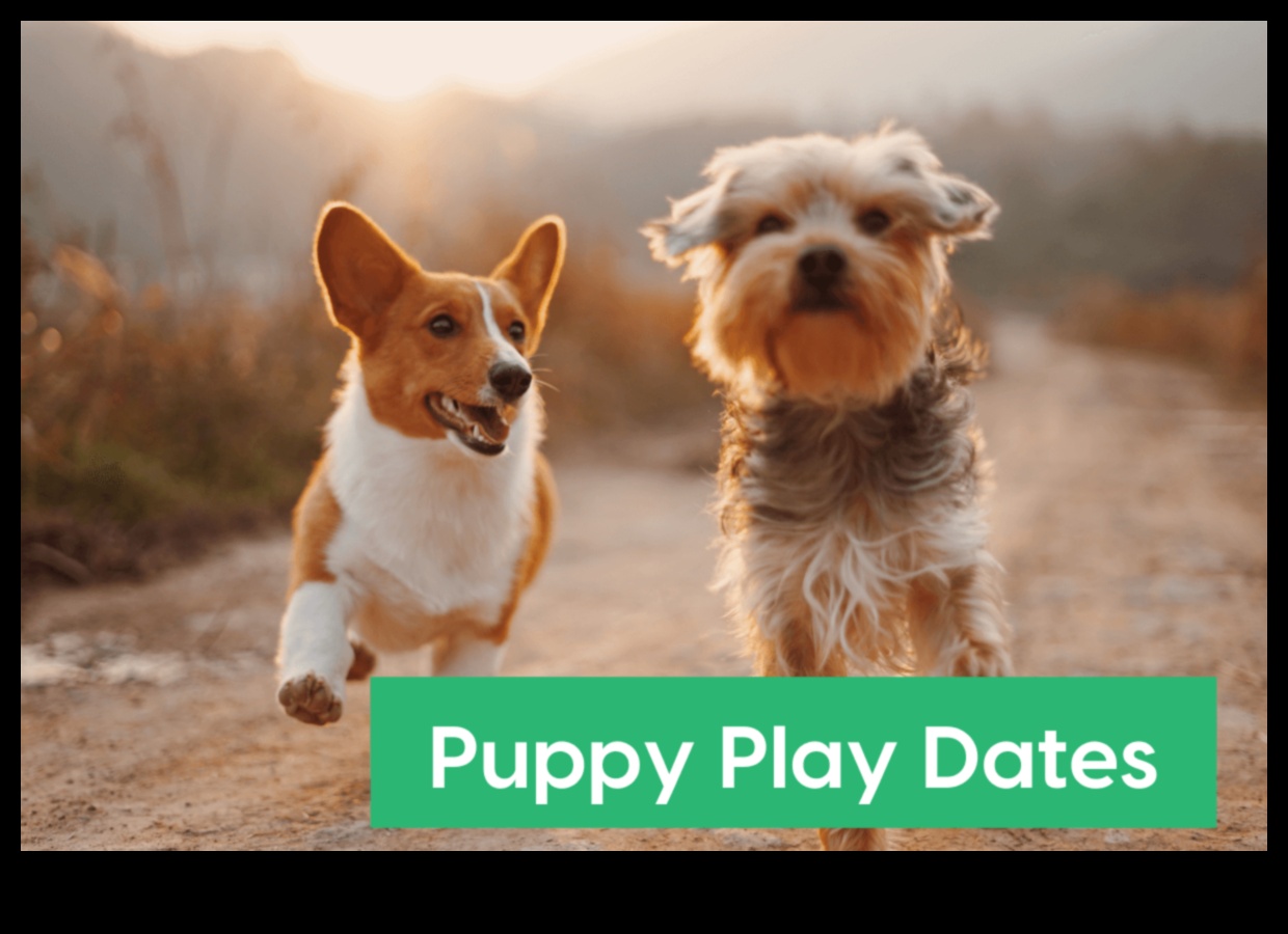 Pocket Pet Playdate Κοινωνικοποίηση μικρών ζώων για συντροφιά 2 Pocket Pet Playdate: Socializing Small Animals for Companionship