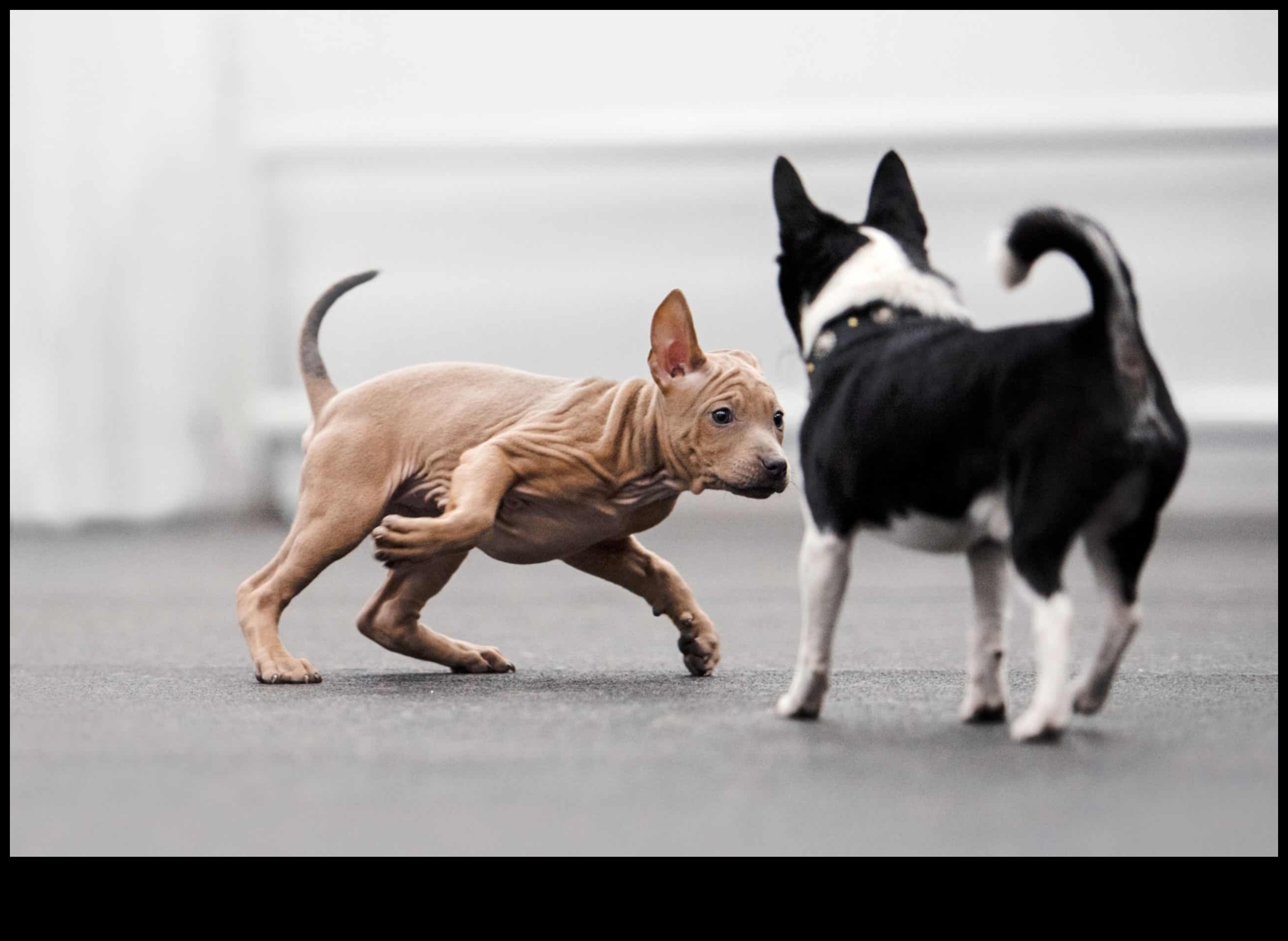 Pocket Pet Playdate Κοινωνικοποίηση μικρών ζώων για συντροφιά 5 Pocket Pet Playdate: Socializing Small Animals for Companionship