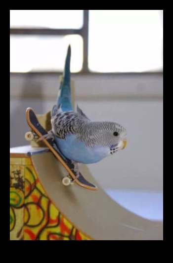 Feathered Friends Fashion: Κομψά αξεσουάρ για Pet Birds