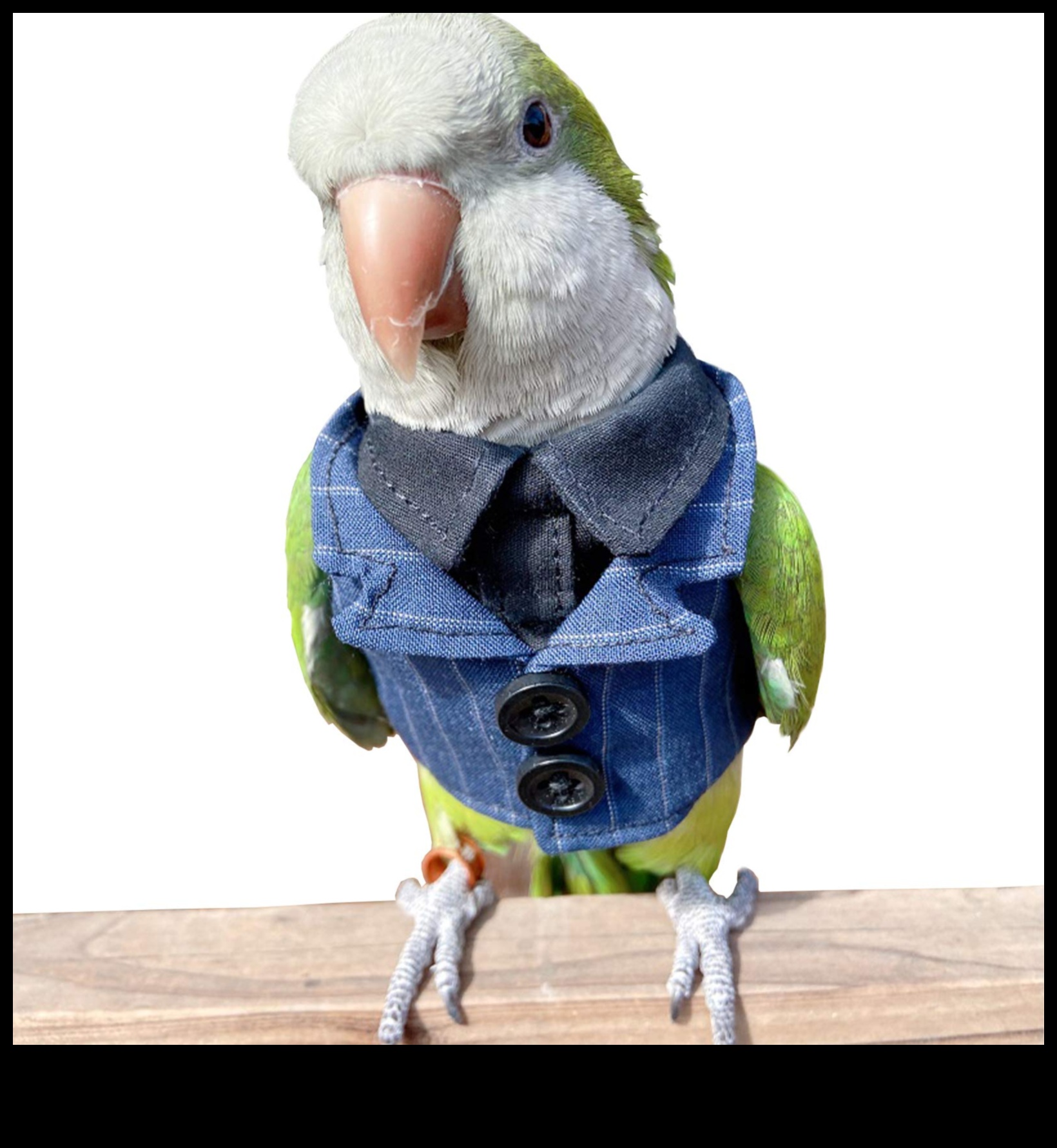 Feathered Friends Fashion: Κομψά αξεσουάρ για Pet Birds