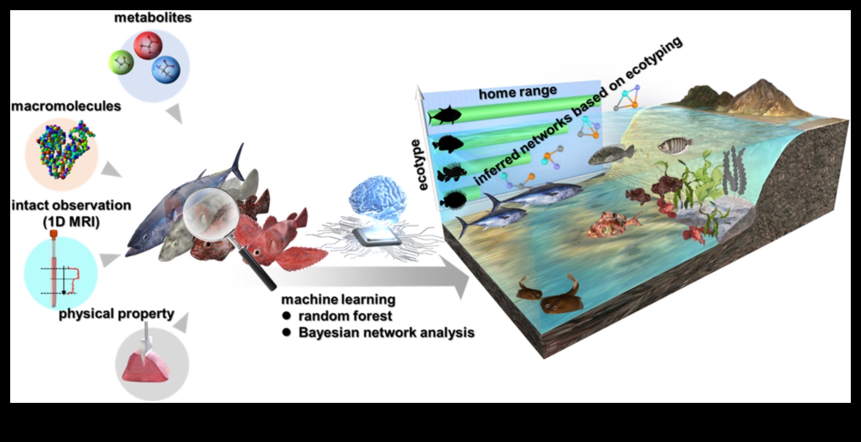Fishonomics 101: Πώς τα ψάρια συμβάλλουν στα οικοσυστήματα