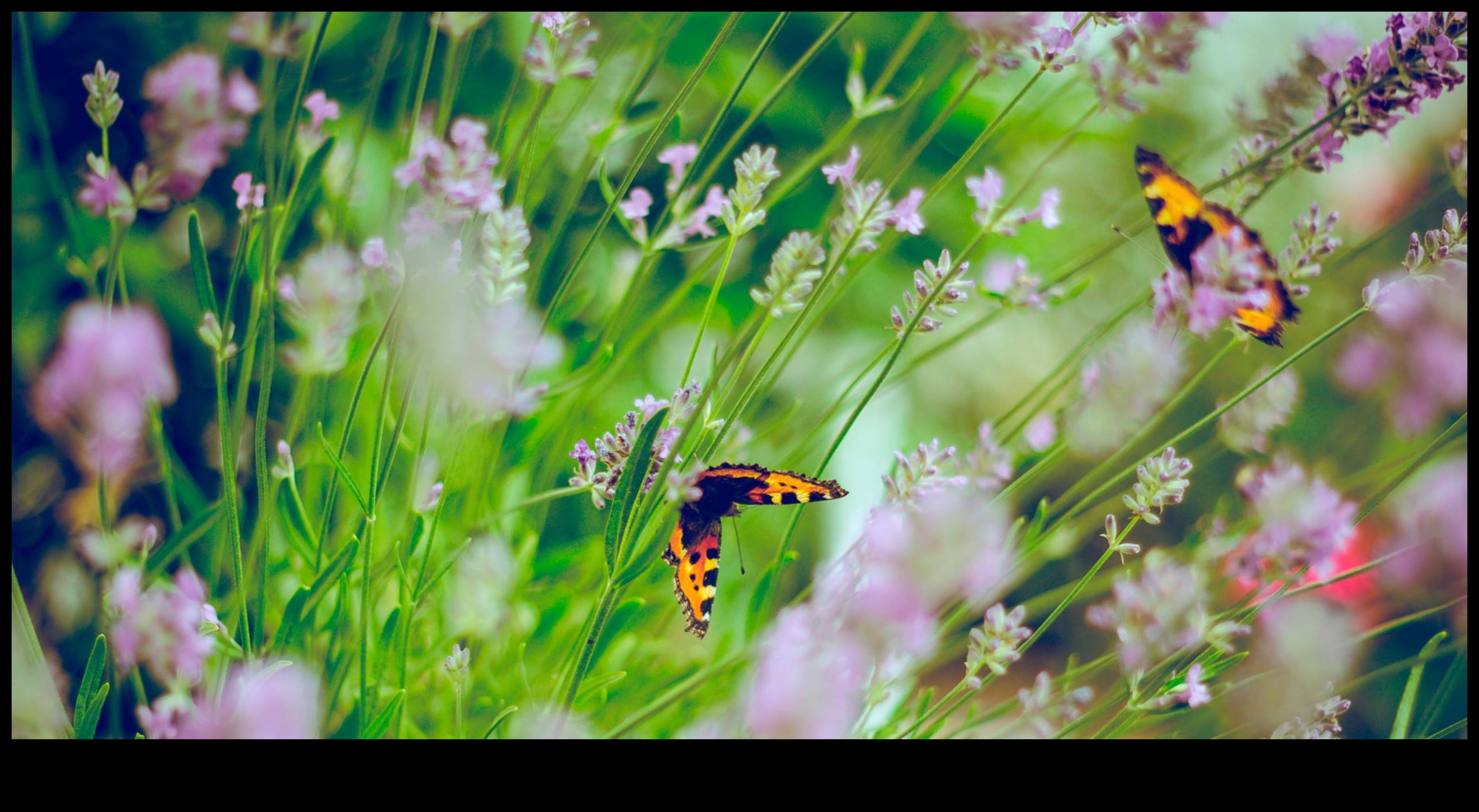 Nature Nectar 5 τρόποι για να γλυκάνετε τις υπαίθριες περιπέτειές σας 3 Nature Nectar: Απολαμβάνοντας τη γλυκύτητα των υπαίθριων δραστηριοτήτων