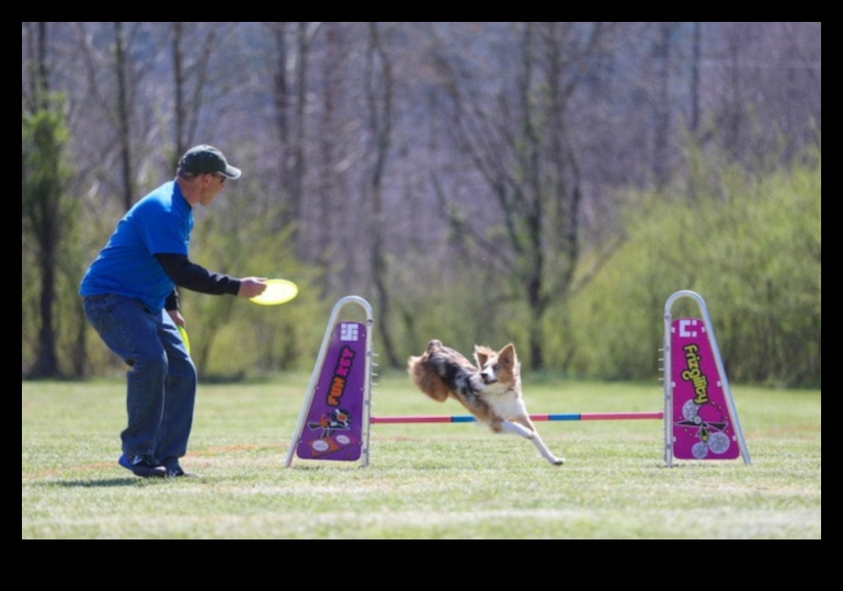 Doggy Disc Dash Συνέχεια: Ενσωμάτωση Frisbee Challenges