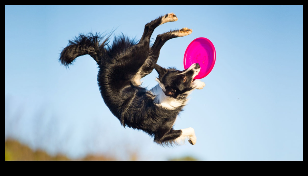 Doggy Disc Dash Συνέχεια: Ενσωμάτωση Frisbee Challenges