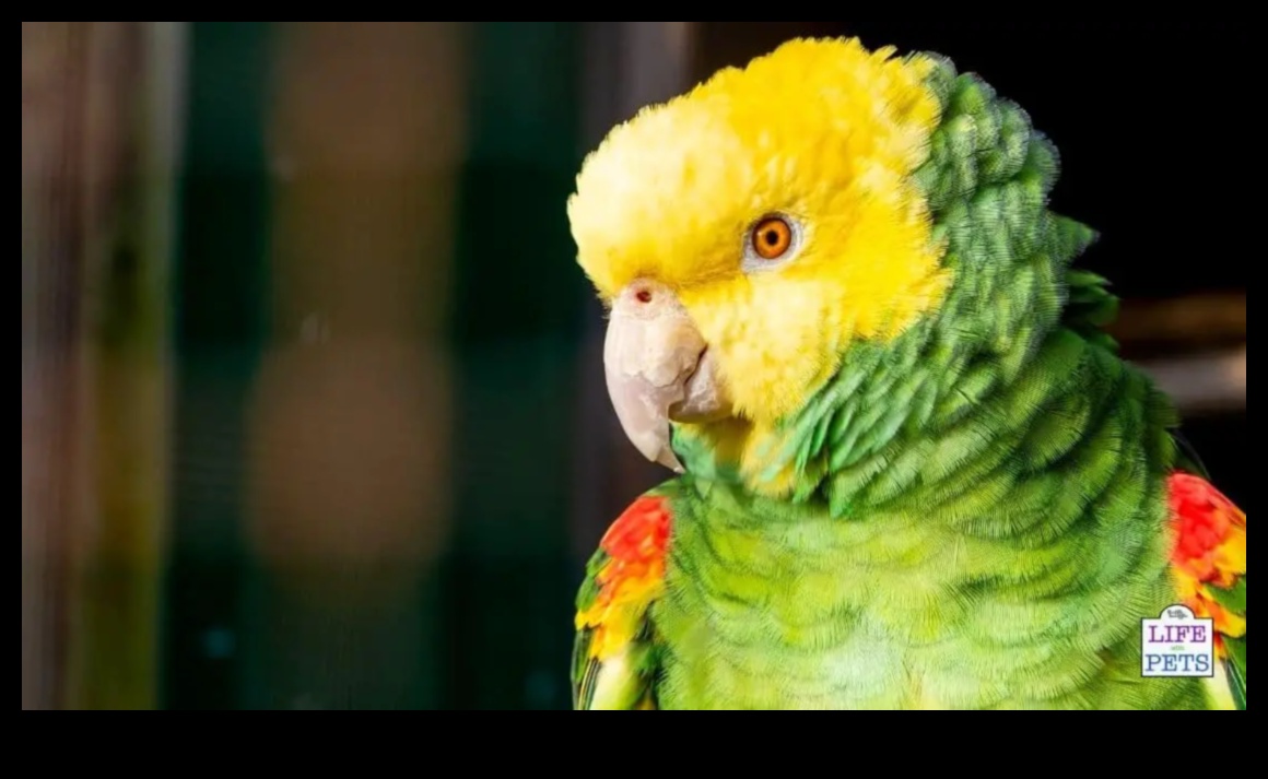 Parrot Play Palace Continued 10 DIY Additions for Enrichment 3 Parrot Play Palace Συνέχεια: DIY Additions for Enrichment