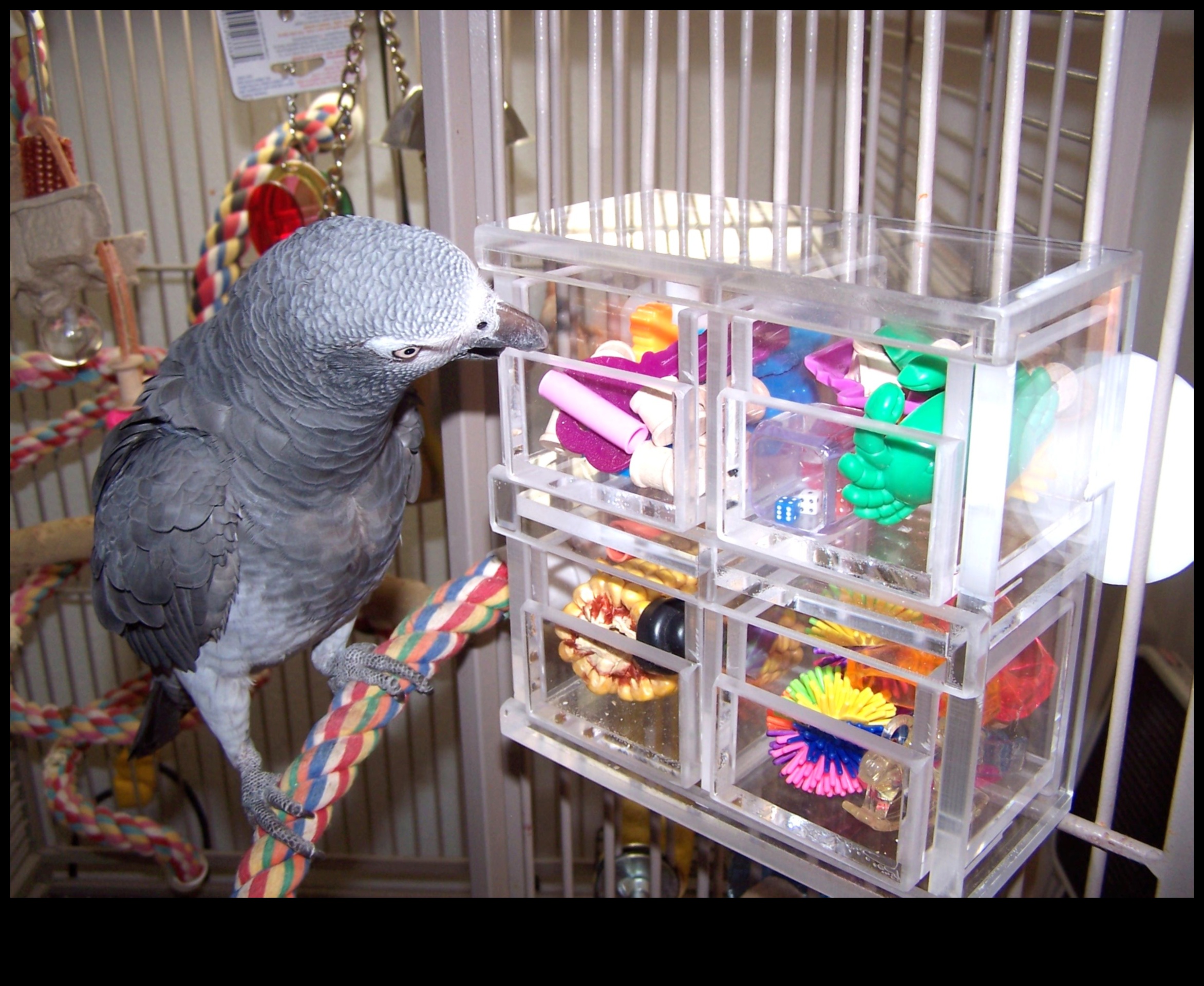 Parrot Play Palace Continued 10 DIY Additions for Enrichment 4 Parrot Play Palace Συνέχεια: DIY Additions for Enrichment