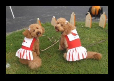 Canine Carnival που φιλοξενεί την απόλυτη εκδήλωση φιλική προς τους σκύλους 3 Canine Carnival: Hosting the Ultimate Dog-Friendly Event