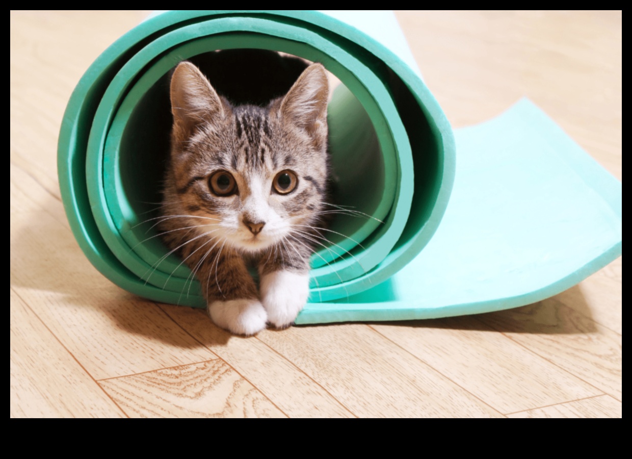 Περίεργη γάτα που ενθαρρύνει την εξερεύνηση και τον εμπλουτισμό 4 Curious Cat: Ενθάρρυνση της εξερεύνησης και του εμπλουτισμού