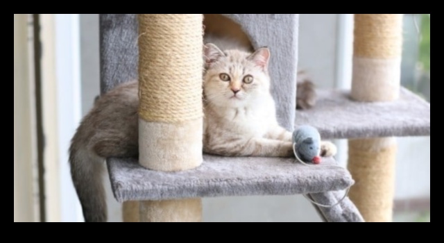 Περίεργη γάτα που ενθαρρύνει την εξερεύνηση και τον εμπλουτισμό 2 Curious Cat: Ενθάρρυνση της εξερεύνησης και του εμπλουτισμού