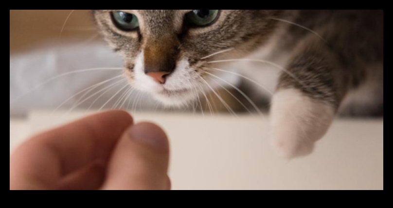 Περίεργη γάτα που ενθαρρύνει την εξερεύνηση και τον εμπλουτισμό 3 Curious Cat: Ενθάρρυνση της εξερεύνησης και του εμπλουτισμού