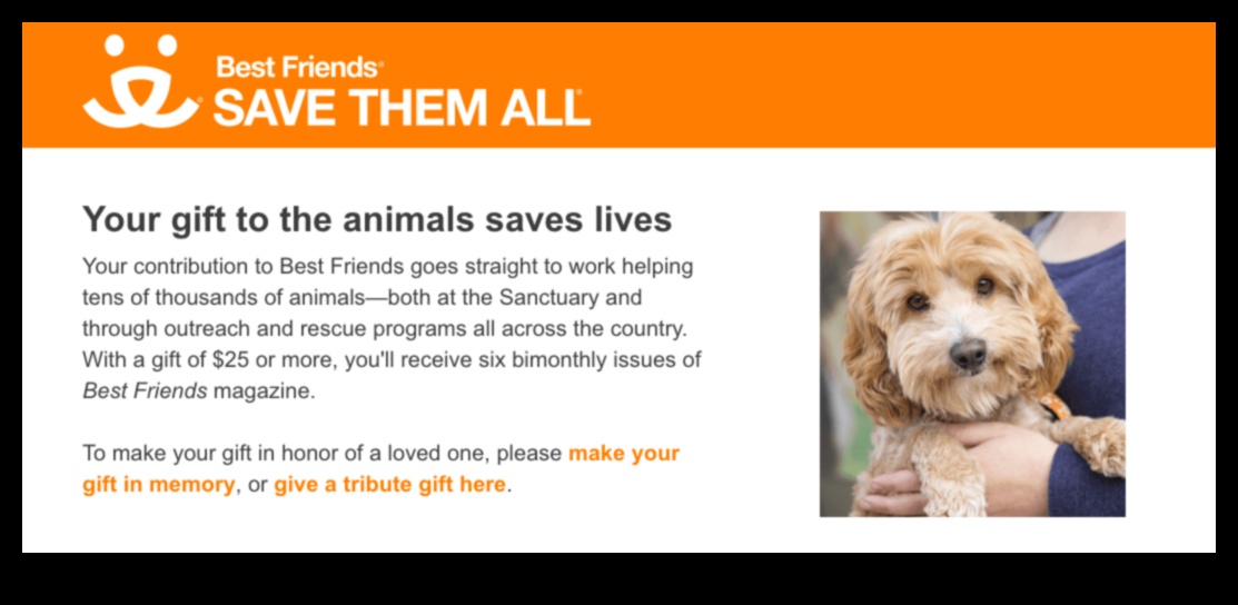 Φιλανθρωπικά ιδρύματα σκύλων που υποστηρίζουν οργανώσεις που βοηθούν τα σκυλιά που έχουν ανάγκη 4 Φιλανθρωπικά ιδρύματα σκύλων: Υποστηρικτικές οργανώσεις που βοηθούν τα σκυλιά που έχουν ανάγκη