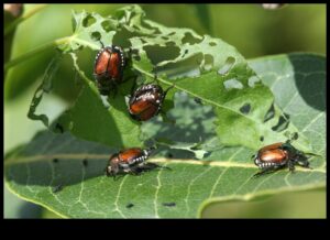 Battles in Bloom: Defending Your Garden from Pests