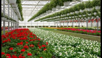 Blooms Unveiled: Insider Tips for Your Garden Oasis