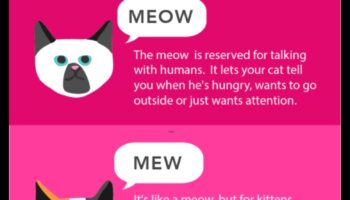 Cat Calls: Κατανόηση της Γλώσσας των Ήχων της Γάτας