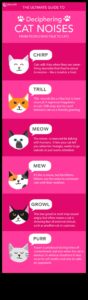 Cat Calls: Κατανόηση της Γλώσσας των Ήχων της Γάτας