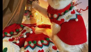 Cat Chic: Προσαρμόζοντας τον φίλο της γάτας σας με ταλέντο