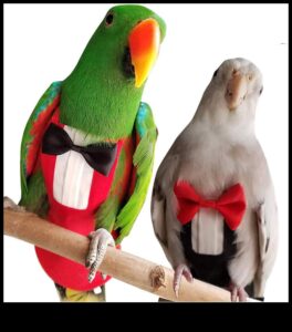 Feathered Friends Fashion Fiesta: Δώστε στυλ στο κατοικίδιο πουλί σας με μοντέρνα αξεσουάρ