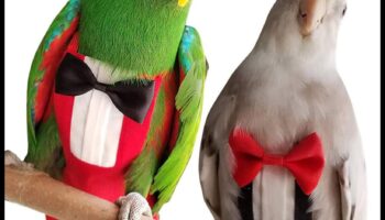 Feathered Friends Fashion Fiesta: Δώστε στυλ στο κατοικίδιο πουλί σας με μοντέρνα αξεσουάρ
