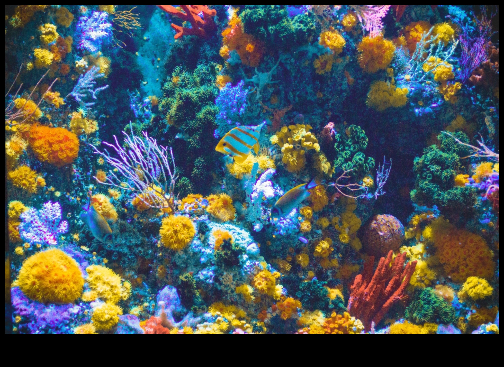 Fish Tank DIY Continued Crafting Μαγευτικά Υποβρύχια Τοπία 1 Fish Tank DIY Continue: Δημιουργία μαγευτικών υποβρύχιων τοπίων