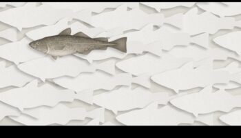 Fishonomics 101: Πώς τα ψάρια συμβάλλουν στα οικοσυστήματα