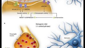 Ketosis Ένα νέο σύνορο απότιση τιμής σε ευεξία του εγκεφάλου 1 Ο ρόλος των κετονών στην υγεία του εγκεφάλου: Μια βαθιά κατάδυση
