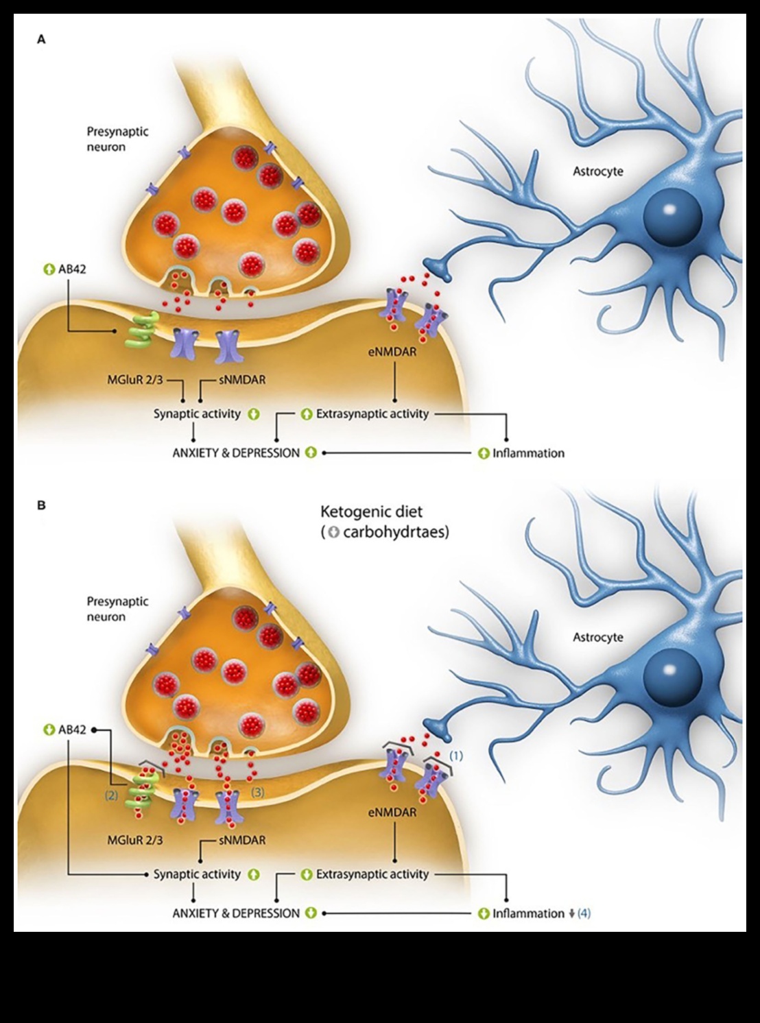 Ο ρόλος των κετονών στην υγεία του εγκεφάλου: Μια βαθιά κατάδυση