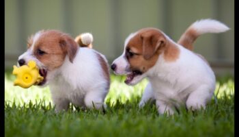 Pocket Pet Playdate: Socializing Small Animals for Companionship