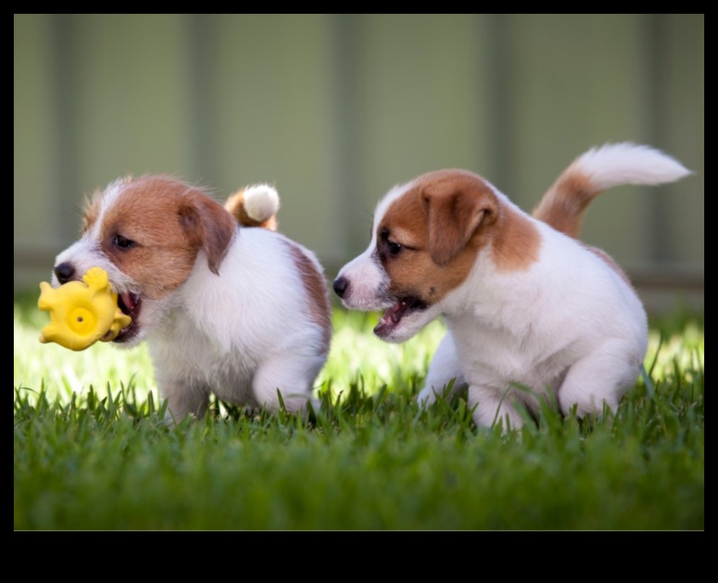 Pocket Pet Playdate Κοινωνικοποίηση μικρών ζώων για συντροφιά 1 Pocket Pet Playdate: Socializing Small Animals for Companionship