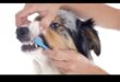 Doggy Dental Care Συνέχεια: Η σημασία των τακτικών ελέγχων