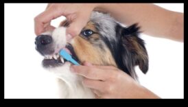 Doggy Dental Care Συνέχεια: Η σημασία των τακτικών ελέγχων