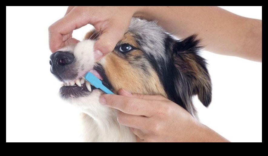 Η οδοντιατρική φροντίδα Doggy συνεχίστηκε Η σημασία των τακτικών ελέγχων 1 Doggy Dental Care Συνέχεια: Η σημασία των τακτικών ελέγχων