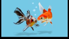 The Language of Fish: Κατανόηση της Επικοινωνίας στα Σχολεία