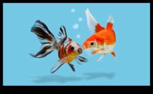 The Language of Fish: Κατανόηση της Επικοινωνίας στα Σχολεία