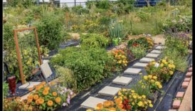 Metropolitan Green Thumb: Urban Gardening Hacks