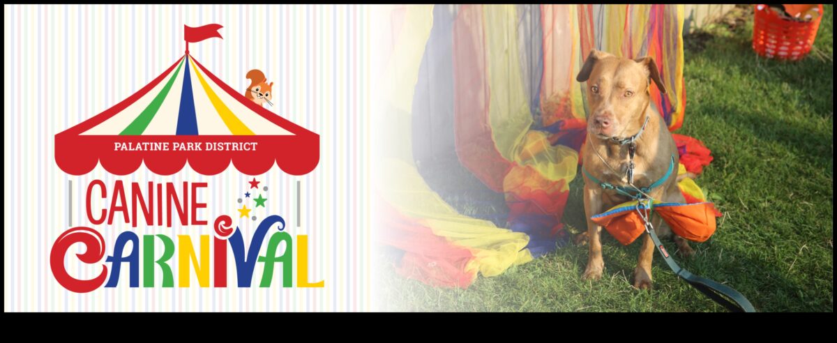 Canine Carnival: Hosting the Ultimate Dog-Friendly Event