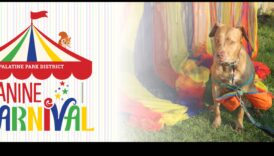 Canine Carnival: Hosting the Ultimate Dog-Friendly Event