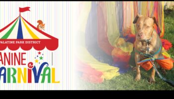 Canine Carnival: Hosting the Ultimate Dog-Friendly Event