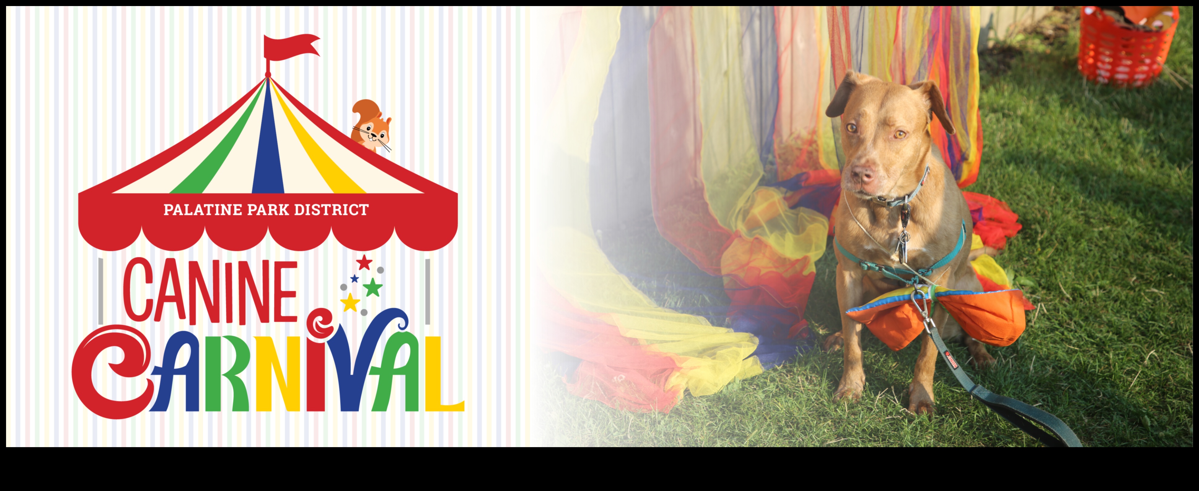 Canine Carnival που φιλοξενεί την απόλυτη εκδήλωση φιλική προς τους σκύλους 1 Canine Carnival: Hosting the Ultimate Dog-Friendly Event