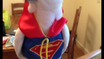 Feathered Friends Fashion: Κομψά αξεσουάρ για Pet Birds