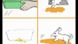 Μαθήματα εκπαίδευσης απορριμμάτων που διδάσκουν στο κουνέλι σας τις σωστές διαγωγή 5 Μαθήματα Εκπαίδευσης Απορριμμάτων: Διδάσκοντας το Κουνέλι σας τις Σωστές Συνήθειες