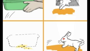 Μαθήματα Εκπαίδευσης Απορριμμάτων: Διδάσκοντας το Κουνέλι σας τις Σωστές Συνήθειες