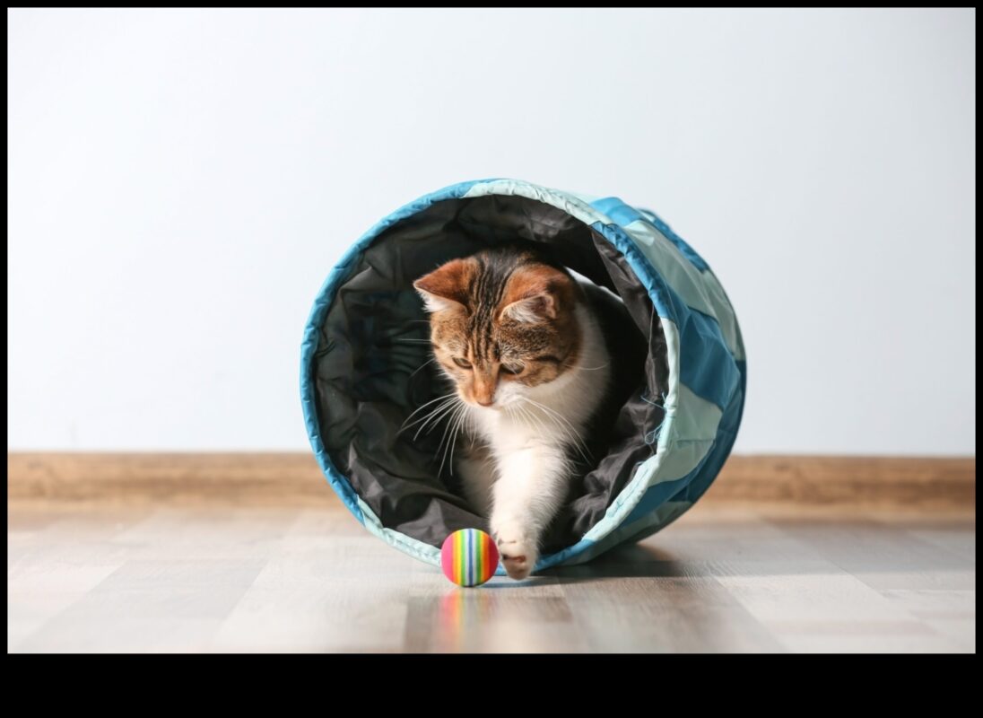 Curious Cat: Ενθάρρυνση της εξερεύνησης και του εμπλουτισμού