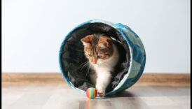 Περίεργη γάτα που εμπνέει την ανακάλυψη και τον εμπλουτισμό 6 Curious Cat: Ενθάρρυνση της εξερεύνησης και του εμπλουτισμού