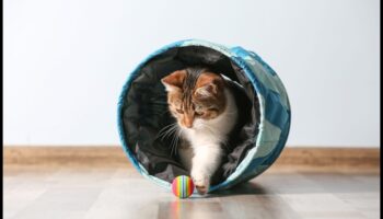 Curious Cat: Ενθάρρυνση της εξερεύνησης και του εμπλουτισμού