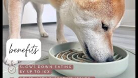 Ενσυνείδητες ώρες γευμάτων: Ενθάρρυνση της αργής σίτισης για σκύλους και γάτες