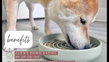 Ενσυνείδητες ώρες γευμάτων: Ενθάρρυνση της αργής σίτισης για σκύλους και γάτες