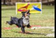 Doggy Disc Dash Συνέχεια: Ενσωμάτωση Frisbee Challenges