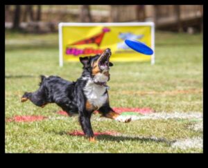 Doggy Disc Dash Συνέχεια: Ενσωμάτωση Frisbee Challenges