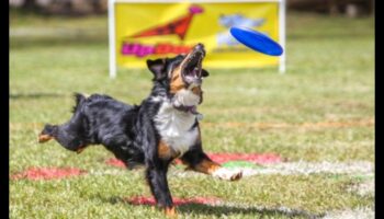 Doggy Disc Dash Συνέχεια: Ενσωμάτωση Frisbee Challenges